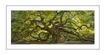 "Angel Oak" color photograph by Will Connor