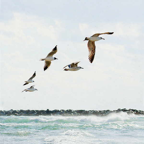 Summer Waves and Birds