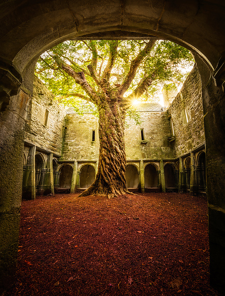 Muckross Abbey Tree of Life