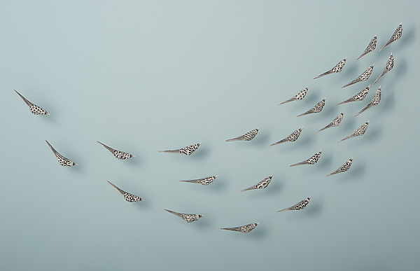 Set of 25 Birds in Flight